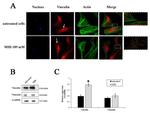 Vinculin Antibody in Western Blot (WB)