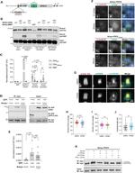 POC5 Antibody in Immunocytochemistry (ICC/IF)