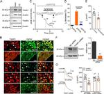 TAAR1 Antibody in Immunohistochemistry (IHC)