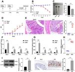 IRF7 Antibody in Immunohistochemistry (Paraffin) (IHC (P))