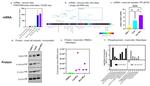 C1orf186 Antibody in Western Blot (WB)
