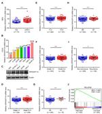 ARHGAP11A Antibody in Western Blot (WB)