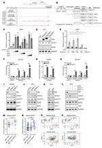 E2F3 Antibody in ChIP Assay (ChIP)