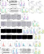UBE3C Antibody in Western Blot (WB)