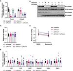 PSME4 Antibody in Western Blot (WB)