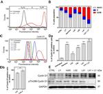Cyclin D1 Monoclonal Antibody (CD1.1)