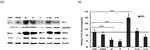 beta Actin Antibody in Western Blot (WB)