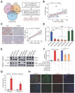 APOBEC3A Antibody in Western Blot, Immunohistochemistry (Paraffin) (WB, IHC (P))