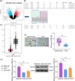 RNF182 Antibody in Immunohistochemistry (Paraffin) (IHC (P))