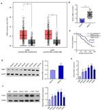 FNDC1 Antibody in Western Blot (WB)