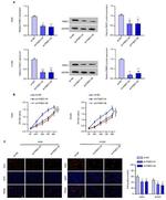 FNDC1 Antibody in Western Blot (WB)