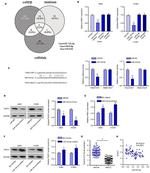 FNDC1 Antibody in Western Blot (WB)