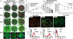 CD45 Antibody in Flow Cytometry (Flow)