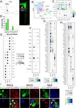 Contactin 5 Antibody in Immunohistochemistry (Frozen) (IHC (F))