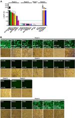 Nectin 4 Antibody in Flow Cytometry (Flow)