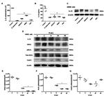 MLKL Antibody in Western Blot (WB)