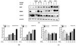 NGF Antibody in Western Blot (WB)