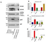 CCKAR Antibody in Western Blot (WB)