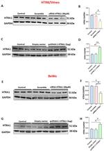 HTRA1 Antibody in Western Blot (WB)