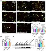 MAP2 Antibody in Western Blot (WB)