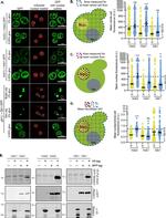 GFP Antibody in Western Blot (WB)