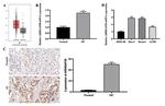 ARHGAP30 Antibody in Immunohistochemistry (Paraffin) (IHC (P))
