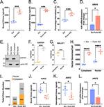 Lamin B2 Antibody in Western Blot (WB)