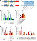 UNC93B1 Antibody in Western Blot (WB)