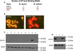 GULP1 Antibody in Western Blot (WB)