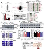 RAB6B Antibody in Western Blot (WB)
