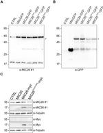 Apolipoprotein O Antibody in Western Blot (WB)