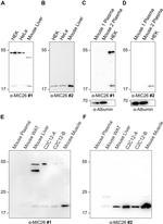 Apolipoprotein O Antibody in Western Blot (WB)