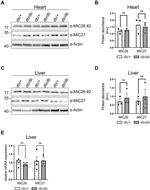 Apolipoprotein O Antibody in Western Blot (WB)