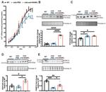 Phospholamban Antibody in Western Blot (WB)