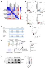 MMP24 Antibody in Immunoprecipitation (IP)