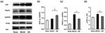 TRAF6 Antibody in Western Blot (WB)