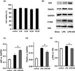 TRAF6 Antibody in Western Blot (WB)
