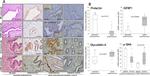 Prolactin Antibody in Immunohistochemistry (Paraffin) (IHC (P))