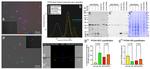 PFDN4 Antibody in Western Blot (WB)