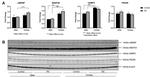 VAMP2 Antibody in Western Blot (WB)