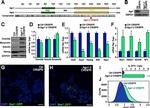 GFP Antibody in Immunocytochemistry (ICC/IF)