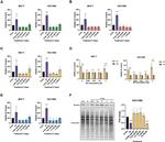 Estrogen Receptor alpha Antibody in Western Blot (WB)