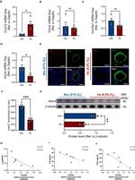 CCR11 Antibody in Western Blot (WB)