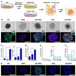 Perilipin 1 Antibody in Immunohistochemistry (Frozen) (IHC (F))