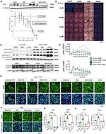 Phospho-Axl (Tyr702) Polyclonal Antibody
