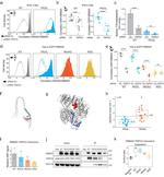 TNPO3 Antibody in Western Blot (WB)