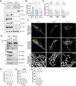 TIMM23 Antibody in Western Blot (WB)