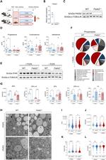 FADS2 Antibody in Western Blot (WB)