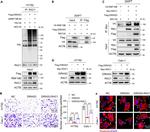 DIRAS3 Antibody in Western Blot (WB)