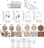 DIRAS3 Antibody in Western Blot, Immunohistochemistry (WB, IHC)